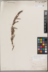 Foto von Salix eleagnos Scop.